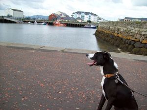 A border collie cross whippet, looking across the Carrickfergus docks