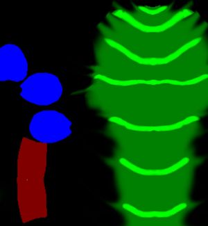 A very colourful map with red, green, and blue colours